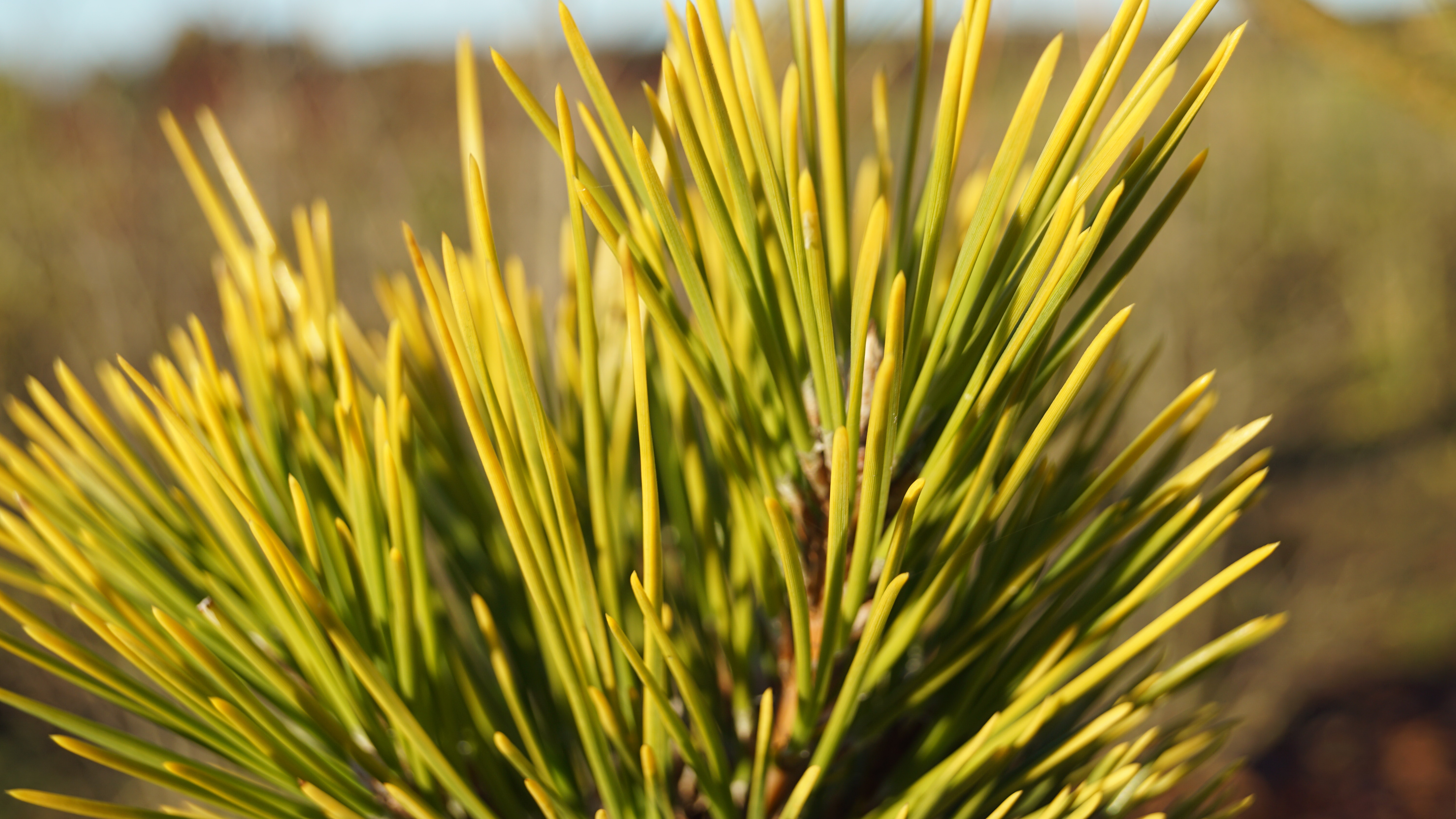 Pinus thunbergii 'Ogon' (5)